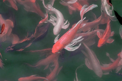 Koi Pond