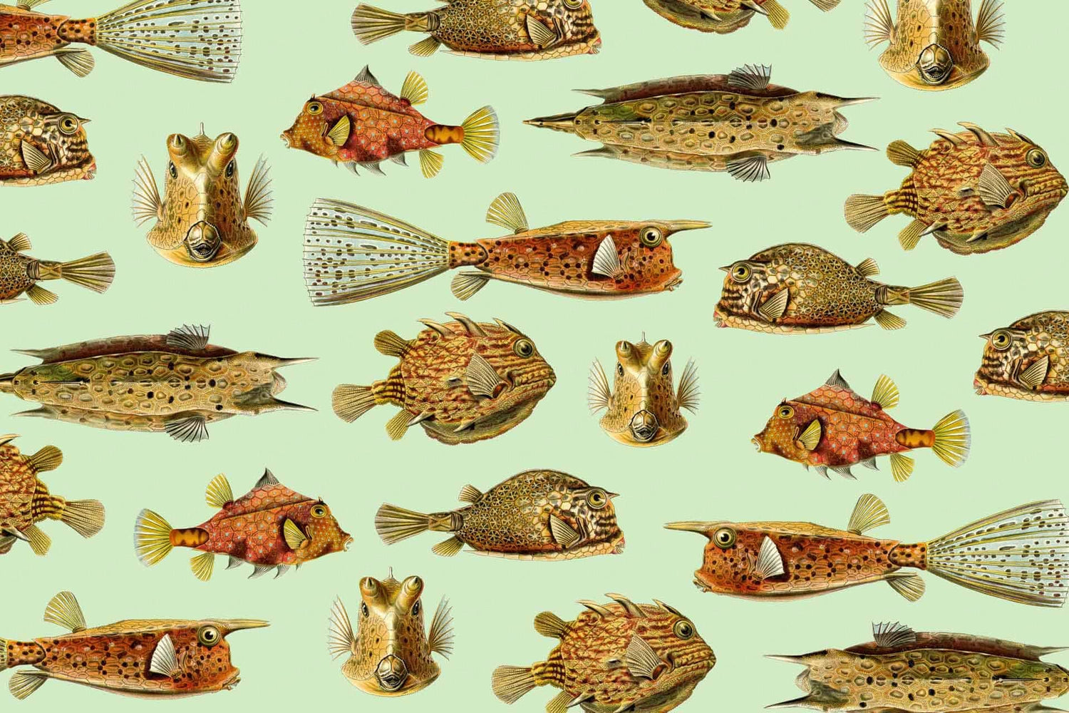 Life Aquatic