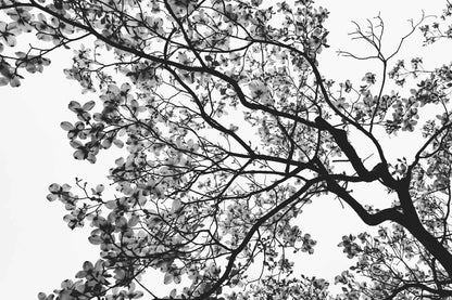 Look Above