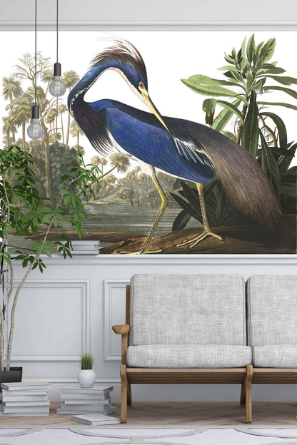 Louisiana Heron