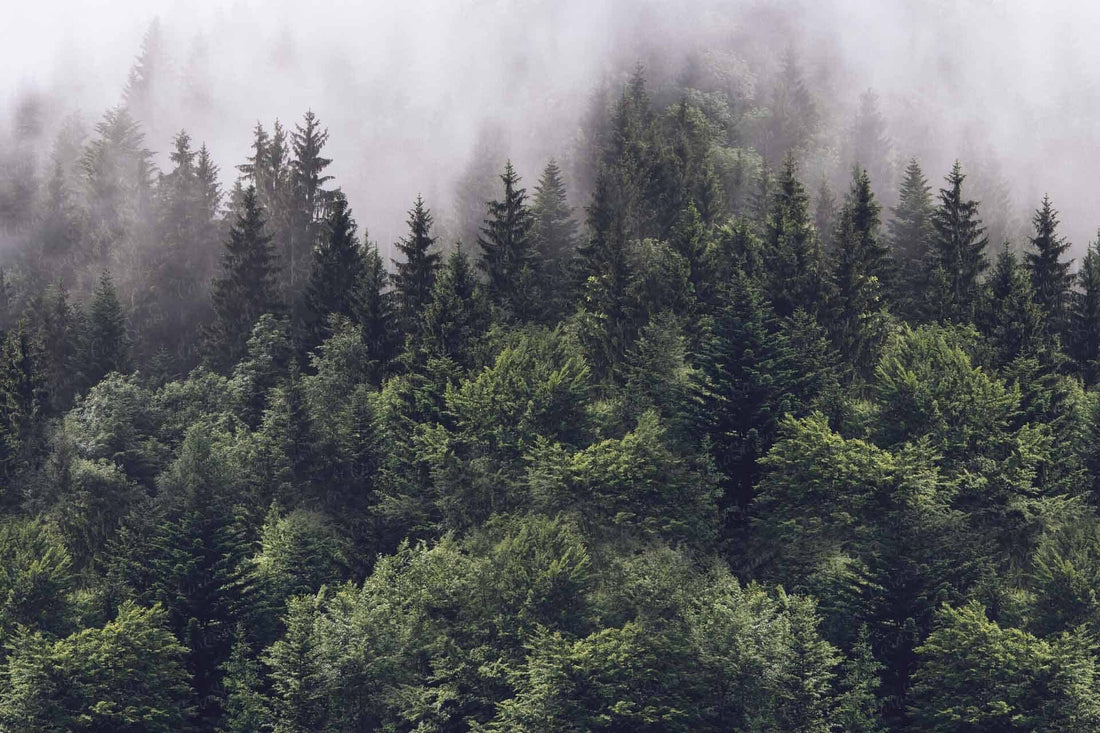 Misty Forest