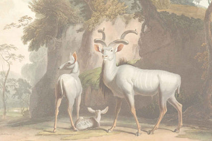 Newborn