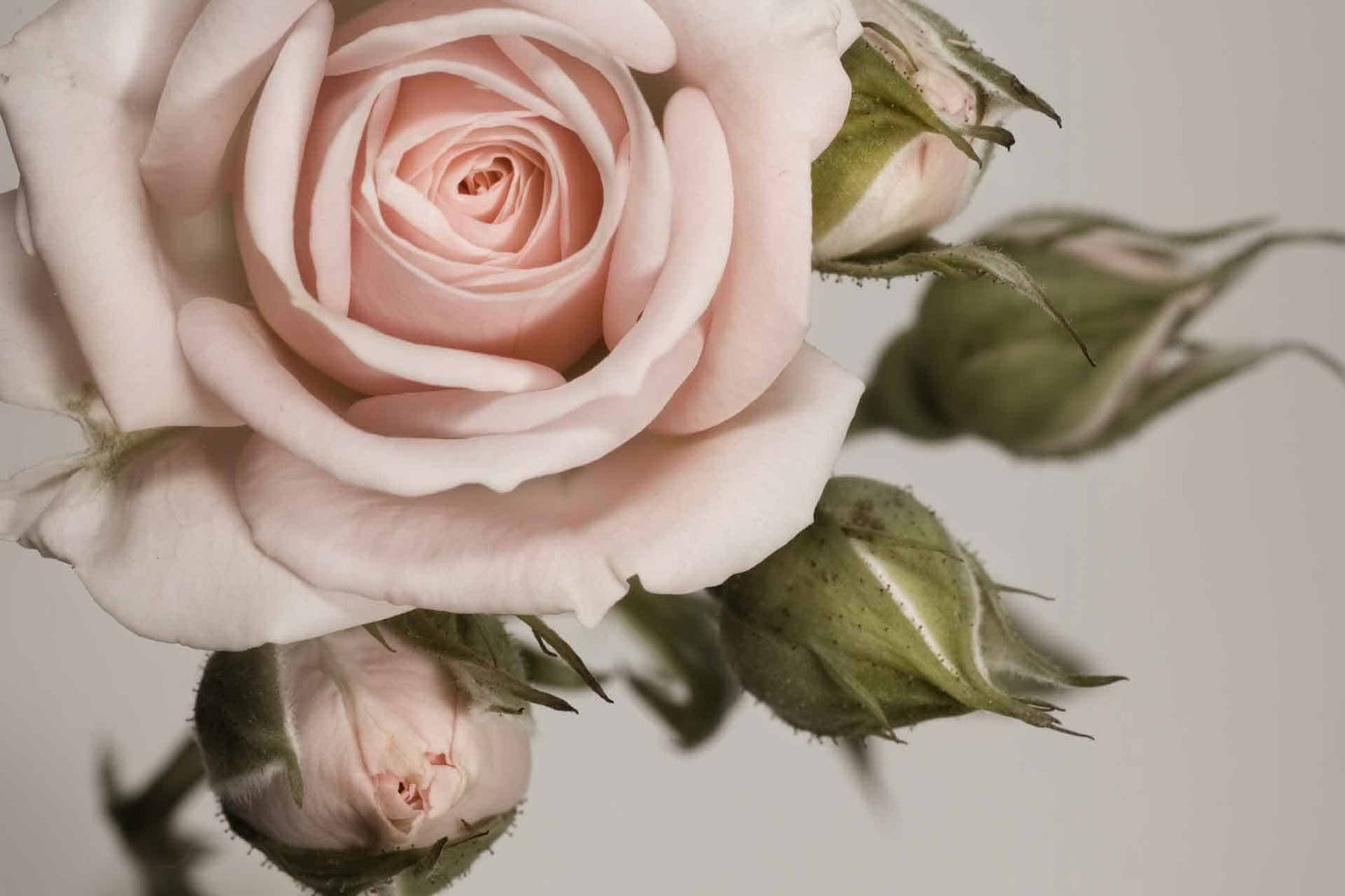 Oversized Rose