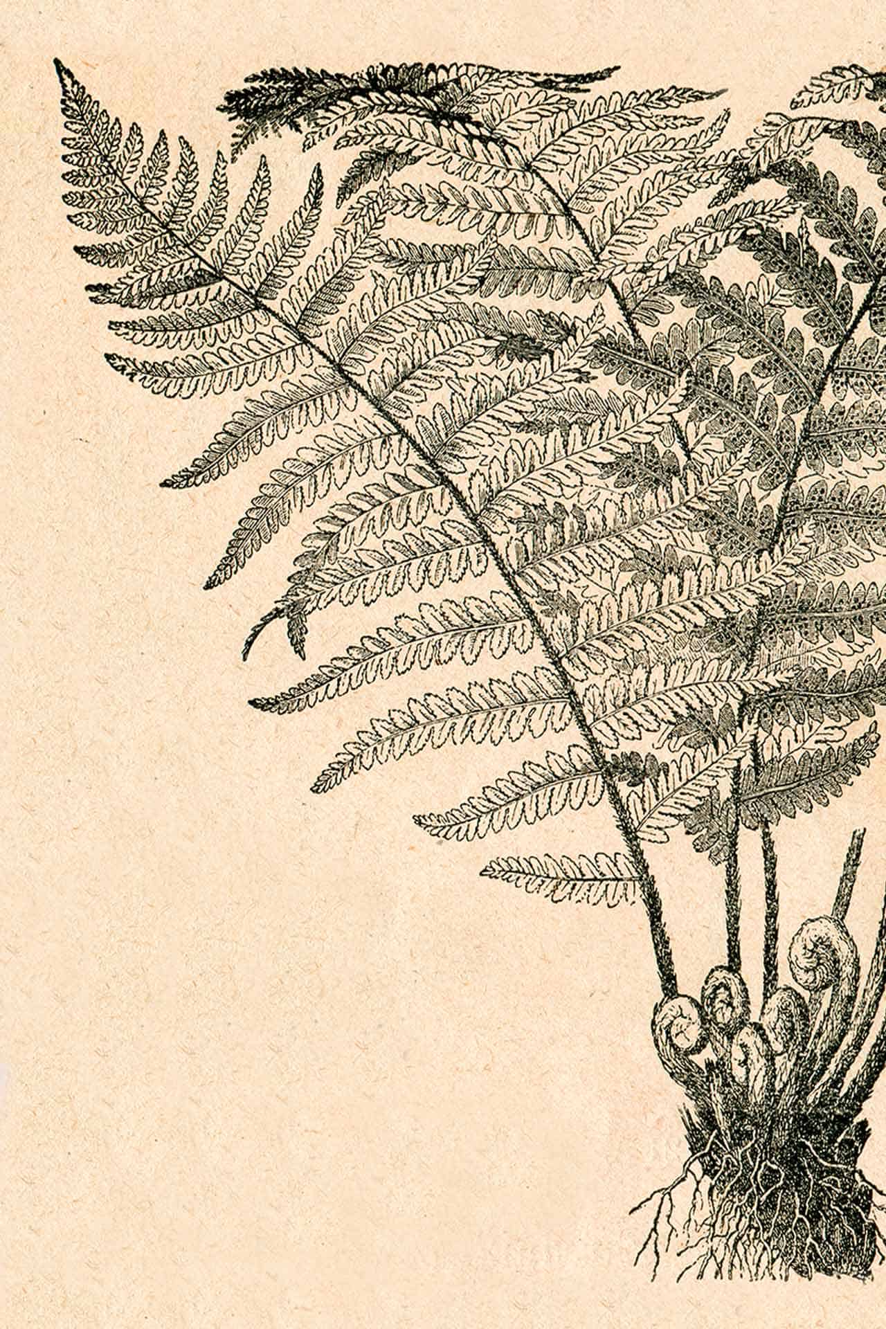 Papyrus