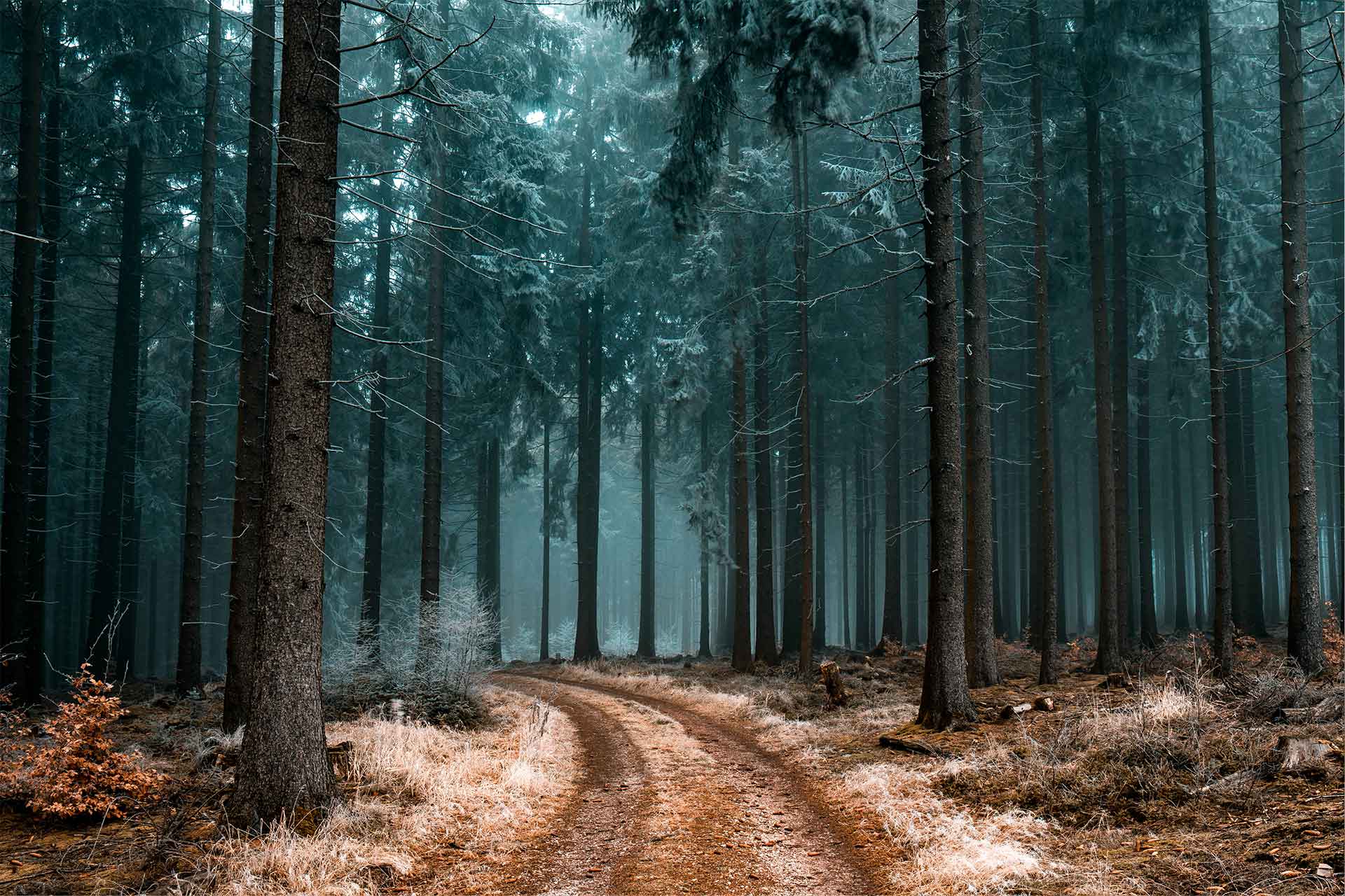 Path Less Taken