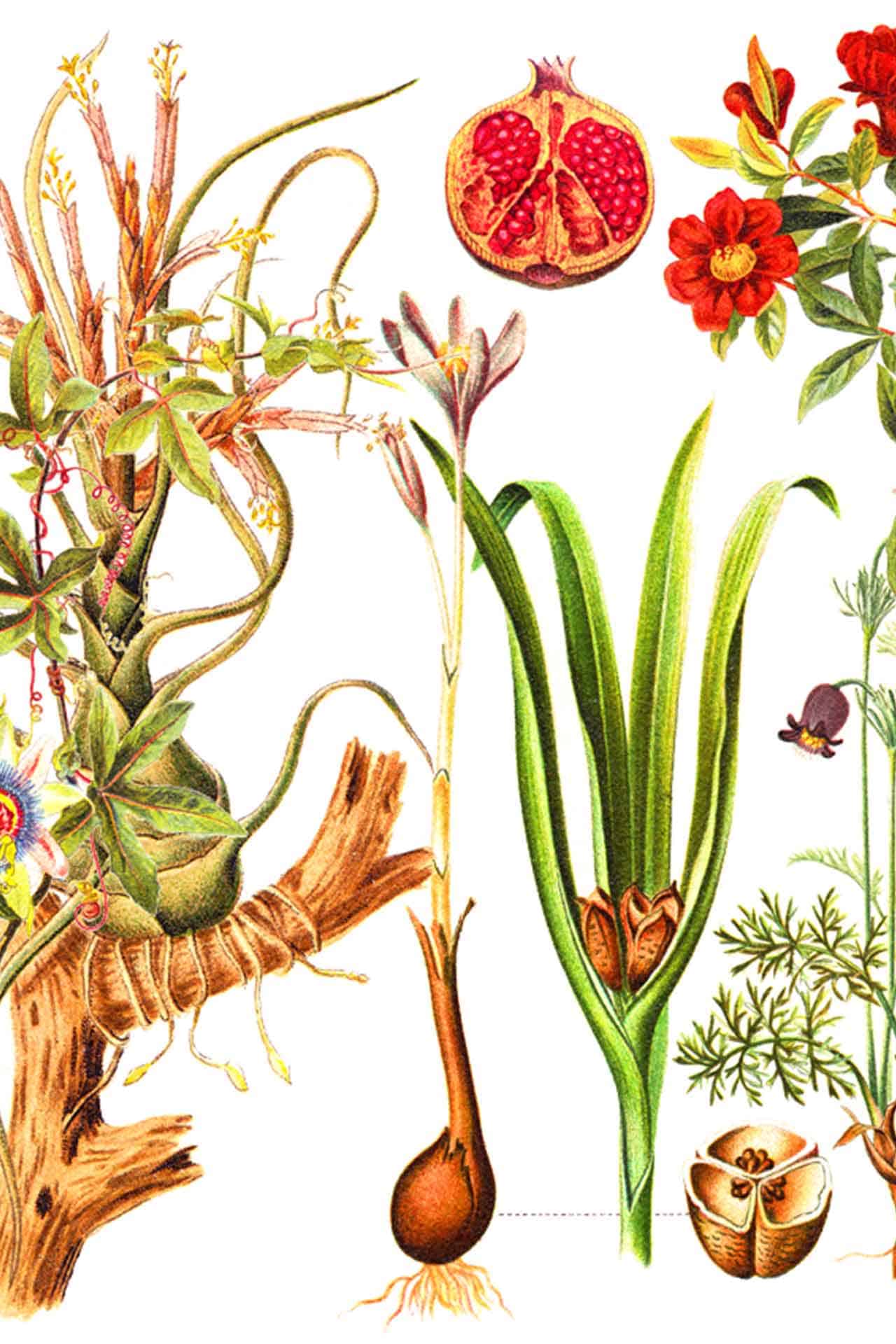 Pods and Pomegranates