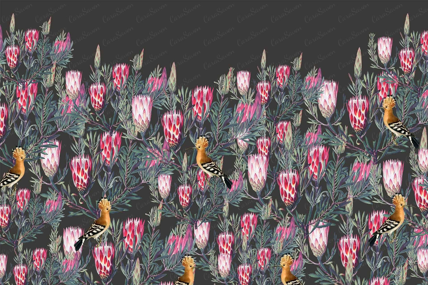 Protea Hedge