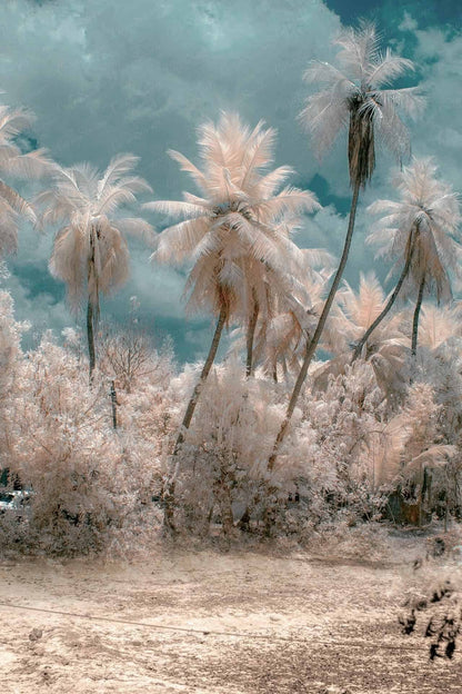 Subtropical