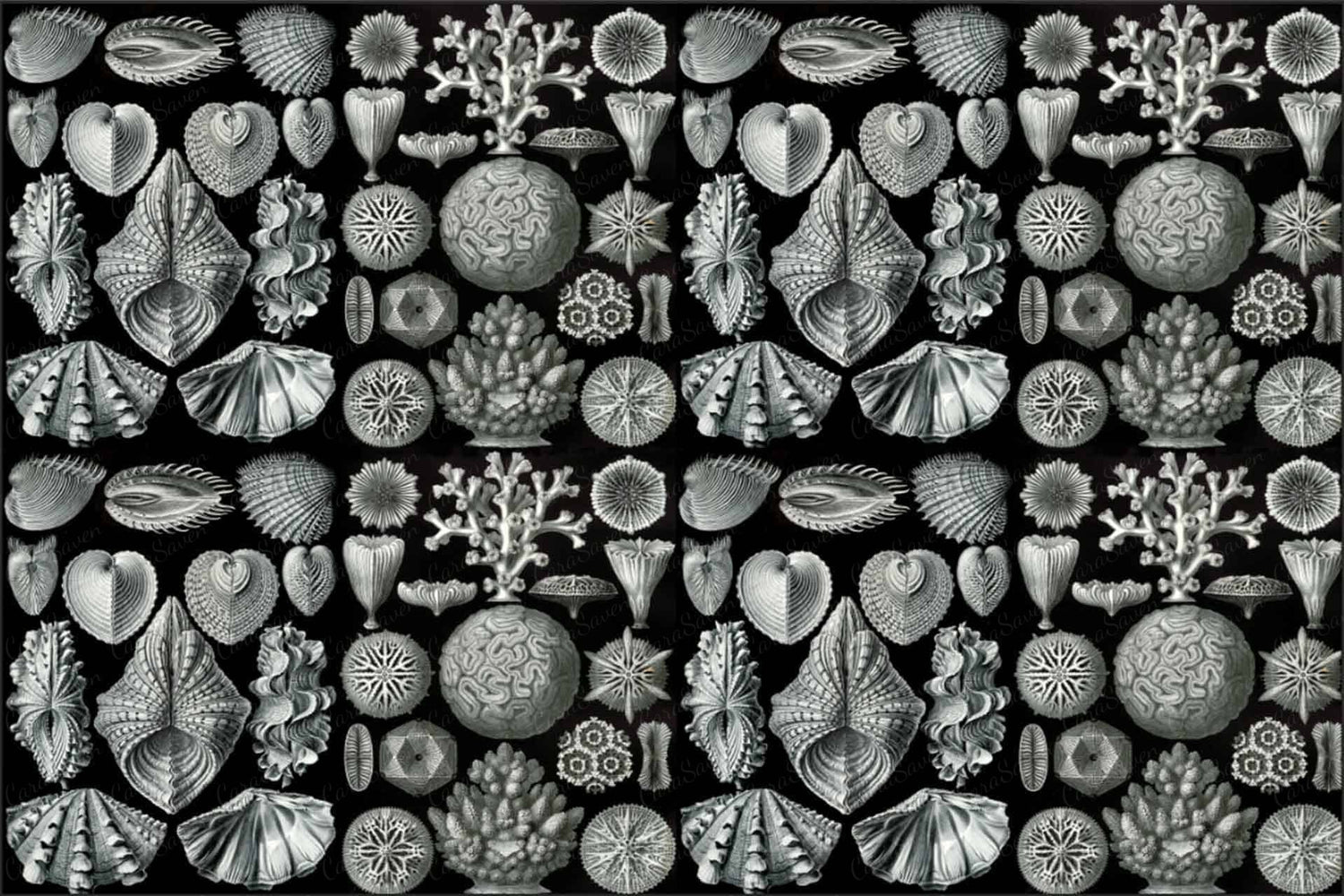 Secret Shells