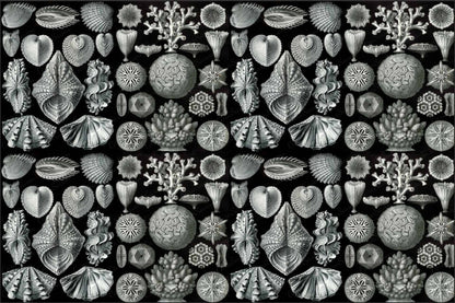 Secret Shells