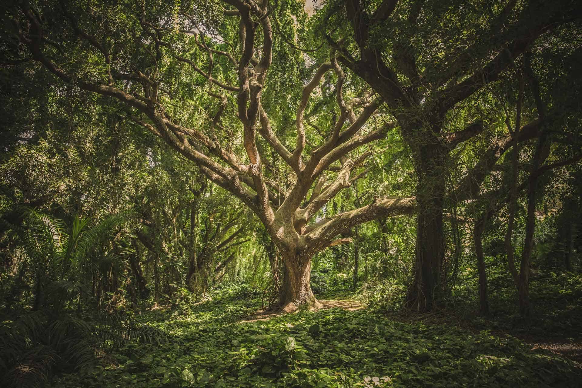 Shady Spot