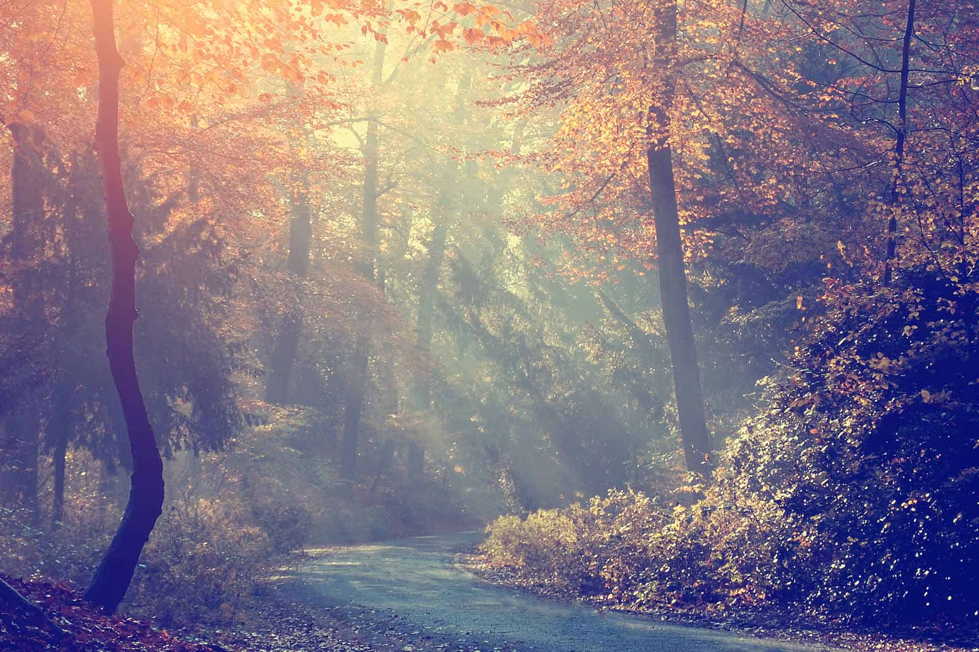 Spread the Light