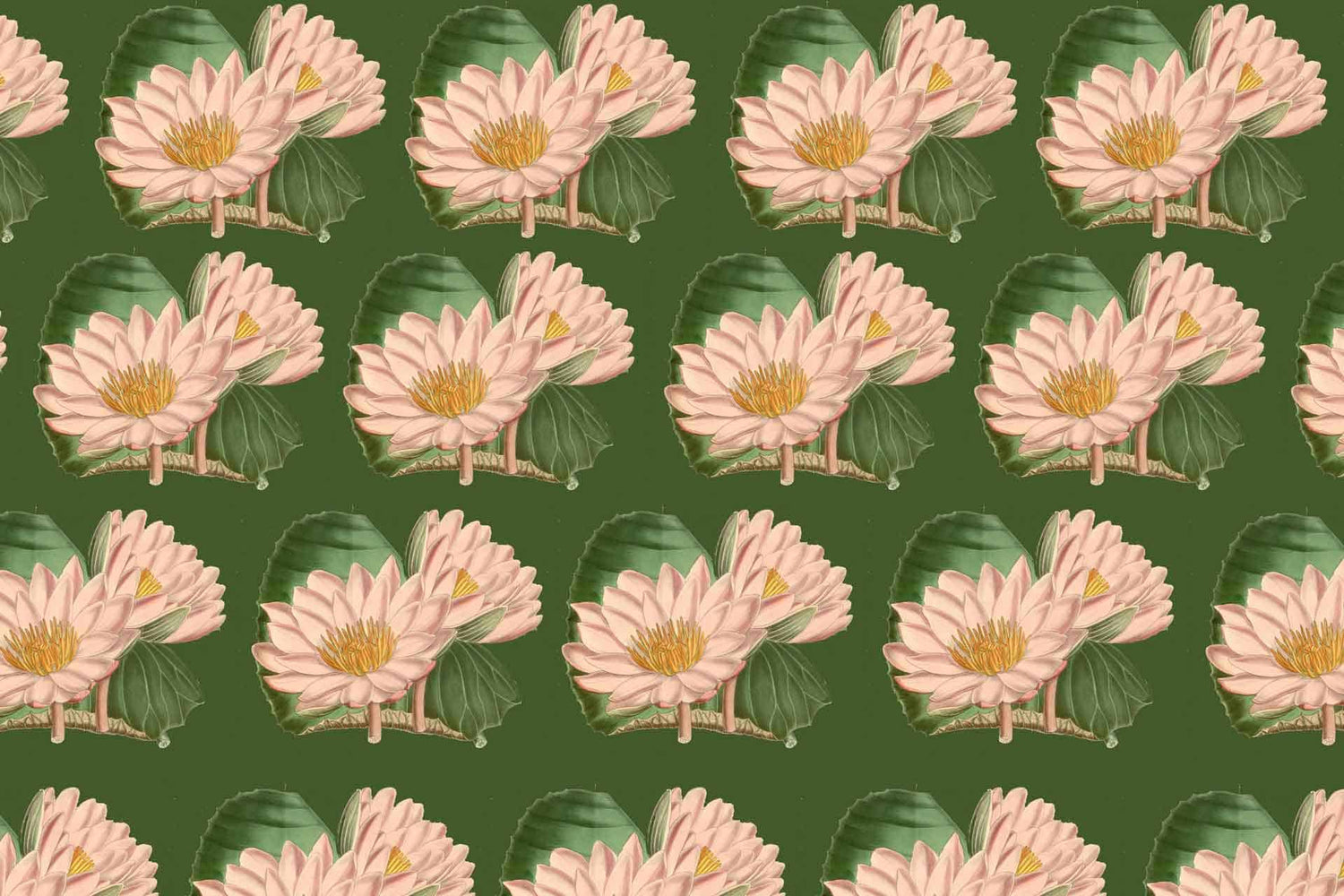 Wading Lily
