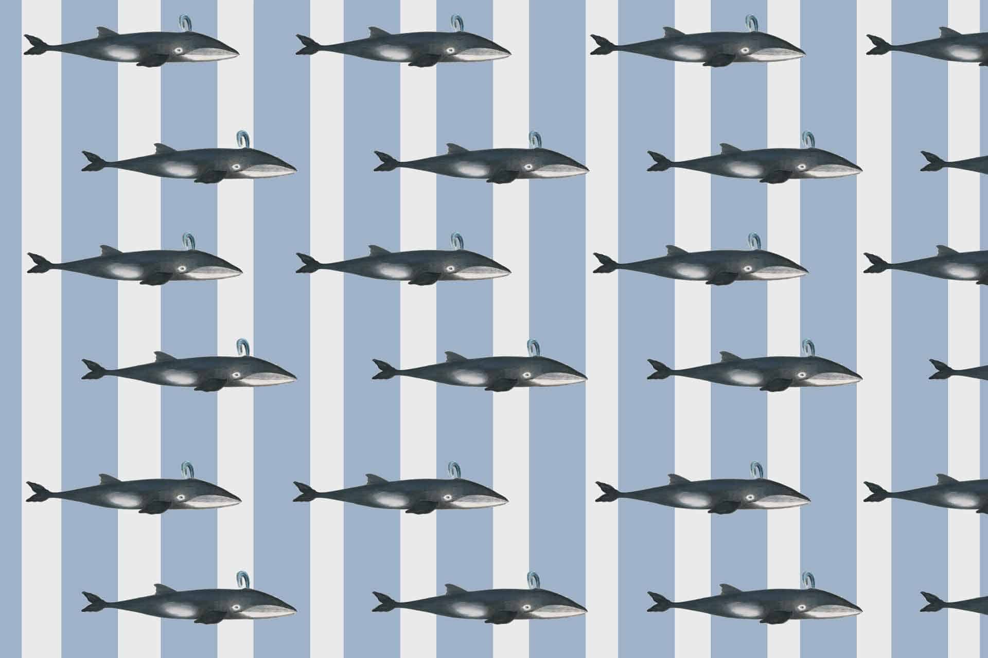 Whale Song