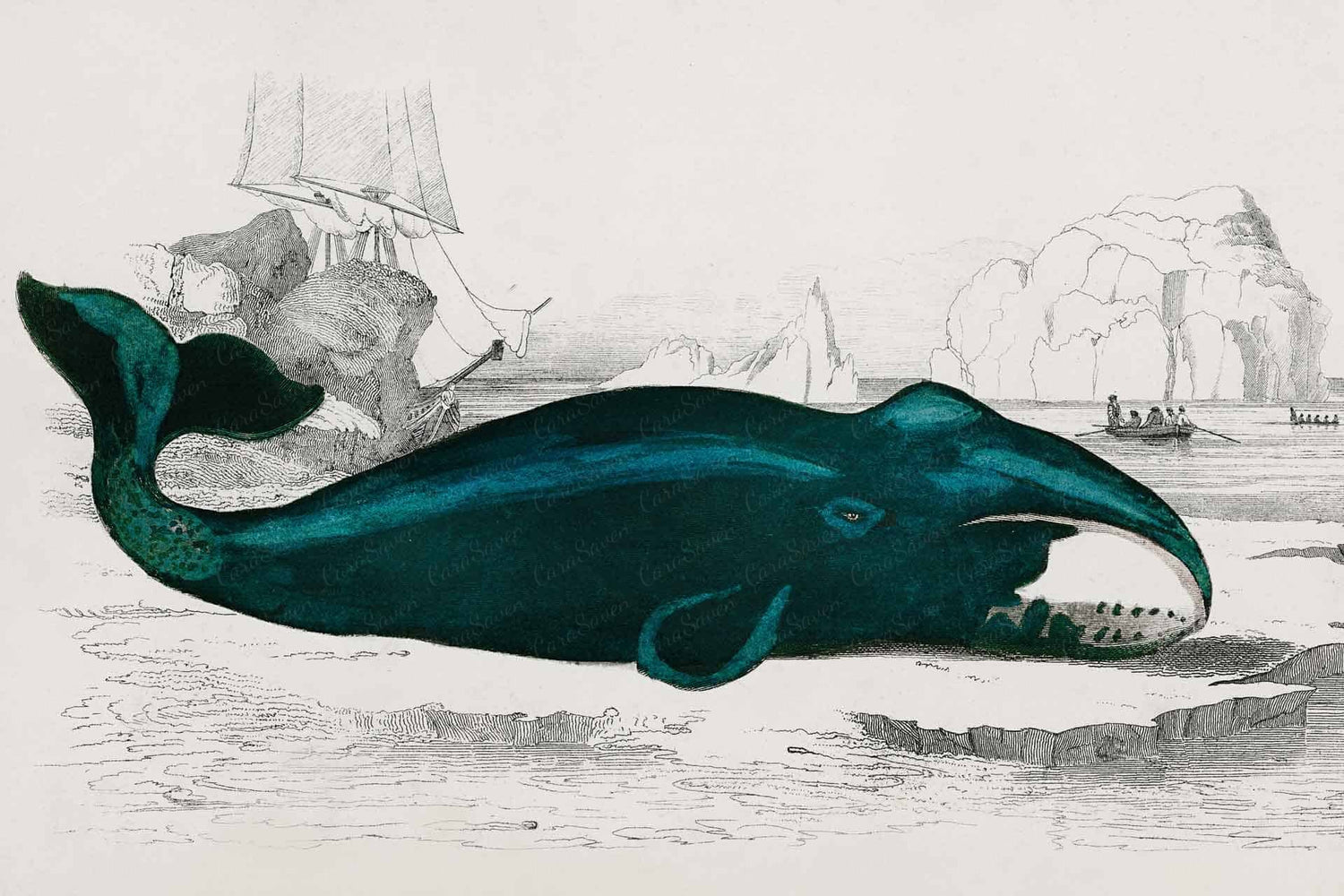 Whale of a Time