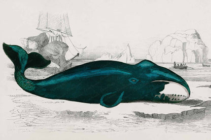 Whale of a Time