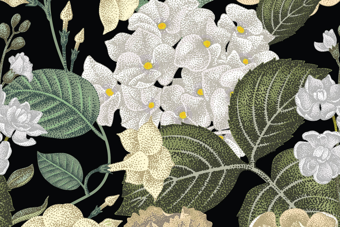 Hydrangea