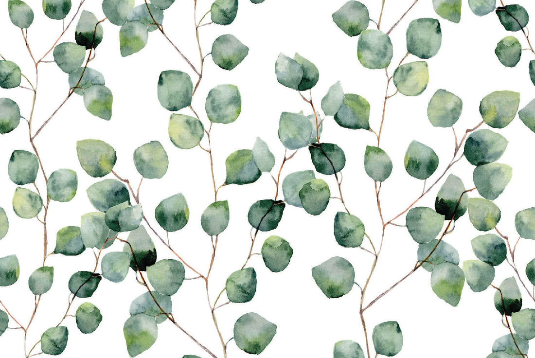 Silver Eucalypt