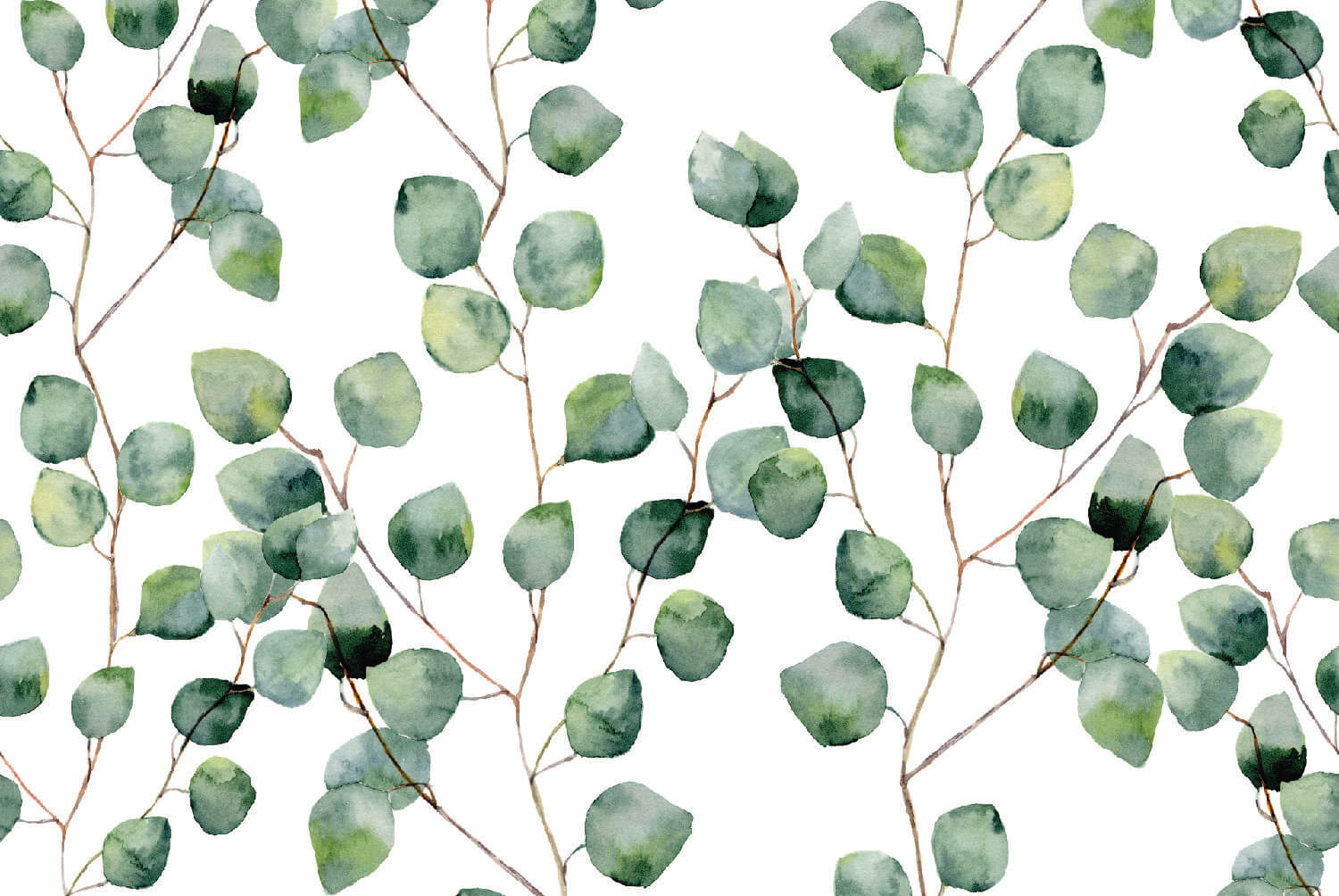 Silver Eucalypt