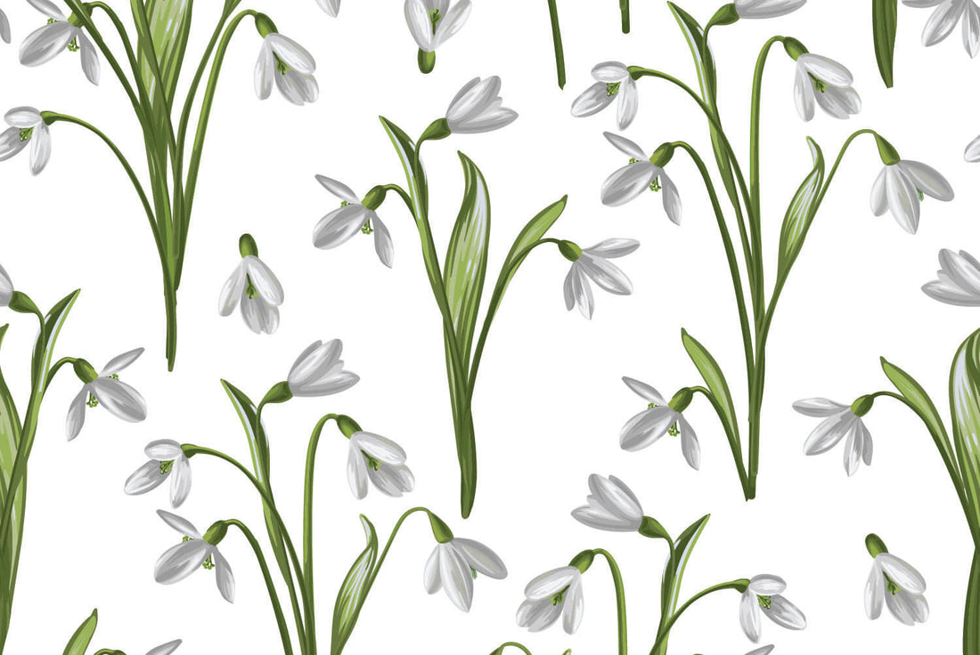 Snowdrops